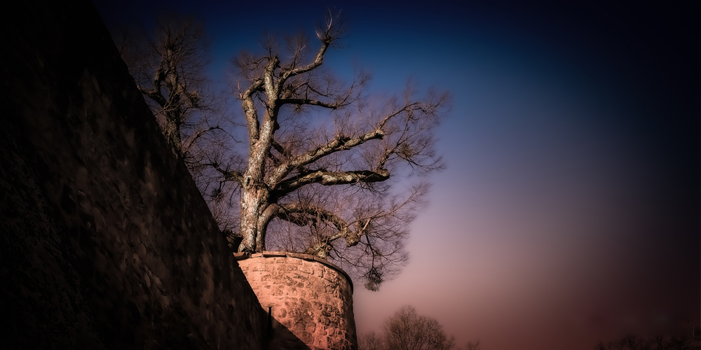 Baum an einer historischen Stadtmauer im Abendlicht