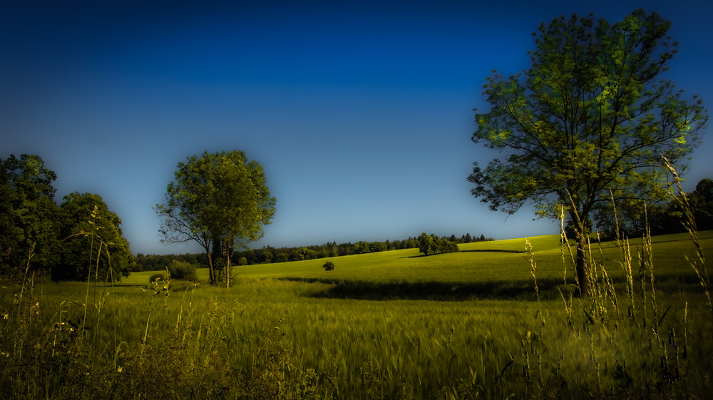 Grüne Wiesenlandschaft mit Bäumen